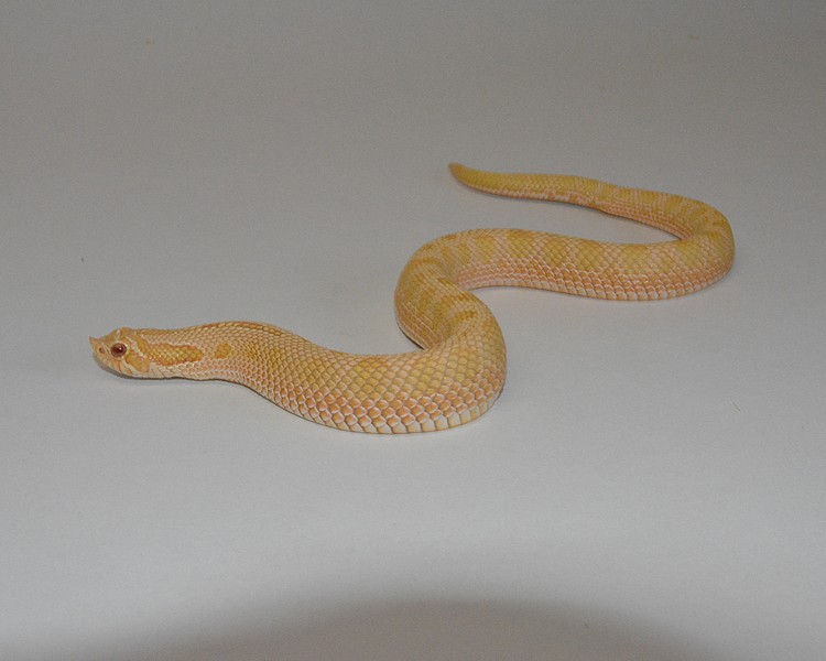 Albino Conda Het Axanthic Hognose - Sub Adult - Male