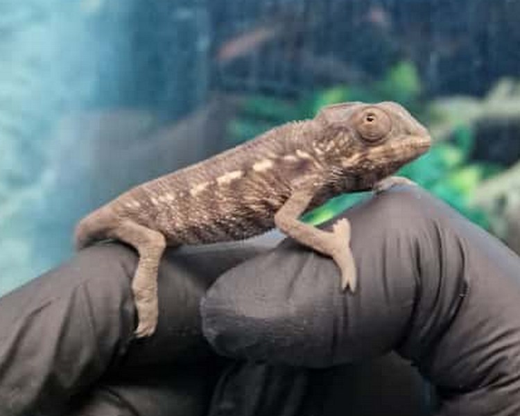 "Ambilobe" Panther Chameleon - Juvenile - Male