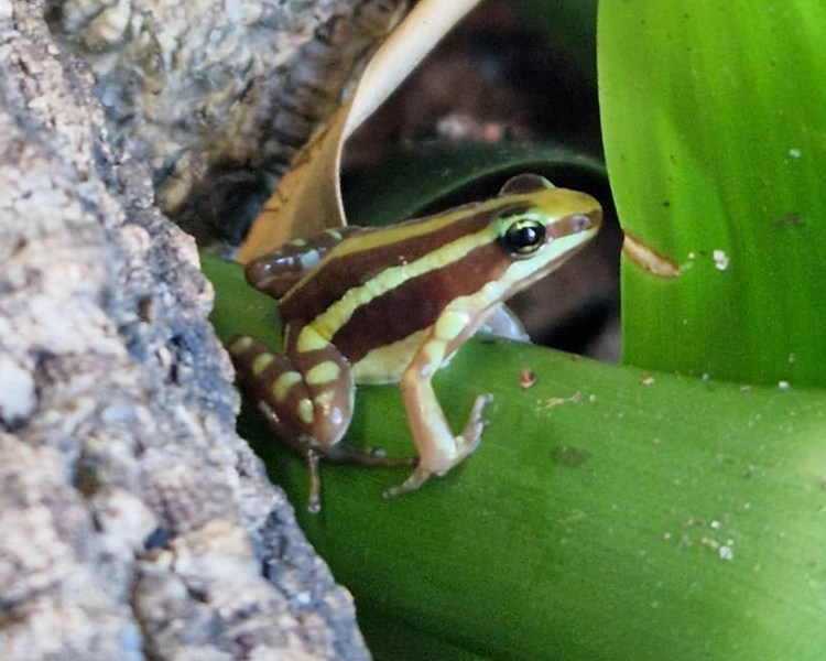 Anthonys Poison Dart Frog ~ 1cm