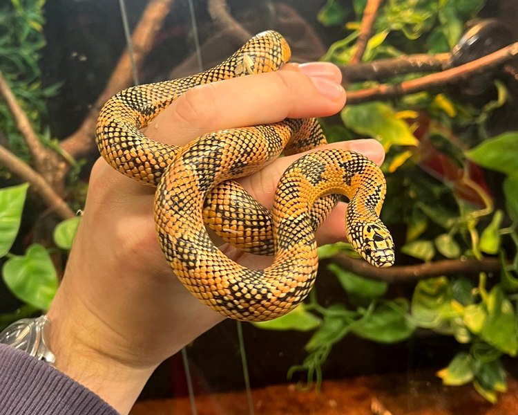 Apalachicola Hi Orange Kingsnake - Juvenile