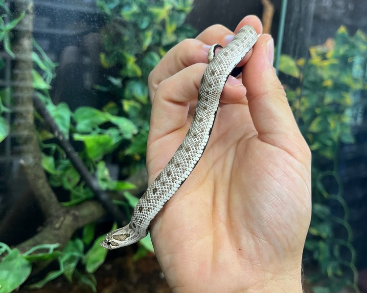 Arctic Anaconda Western Hognose - Juvenile - Male