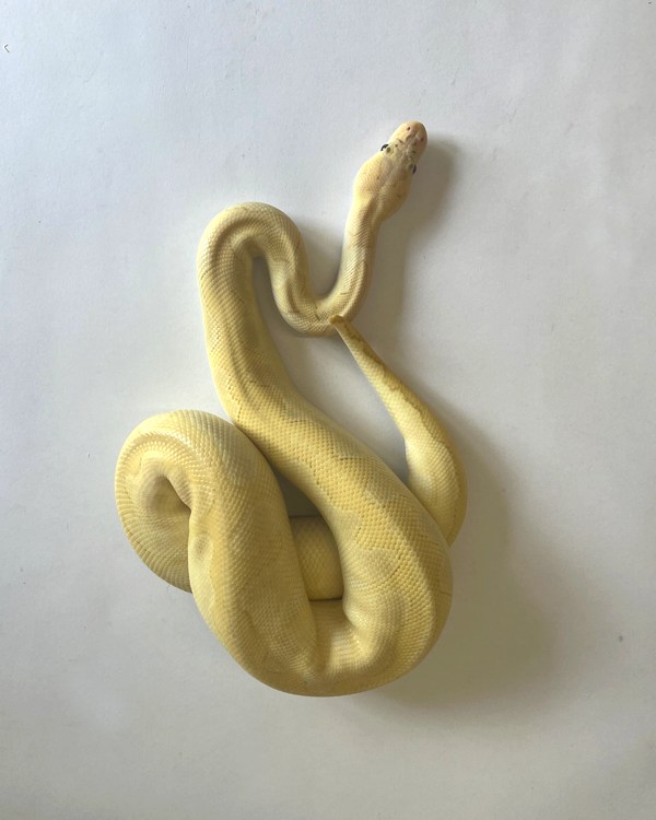 Banana Lesser Pastel Blade Clown Royal Python - Sub Adult - Male