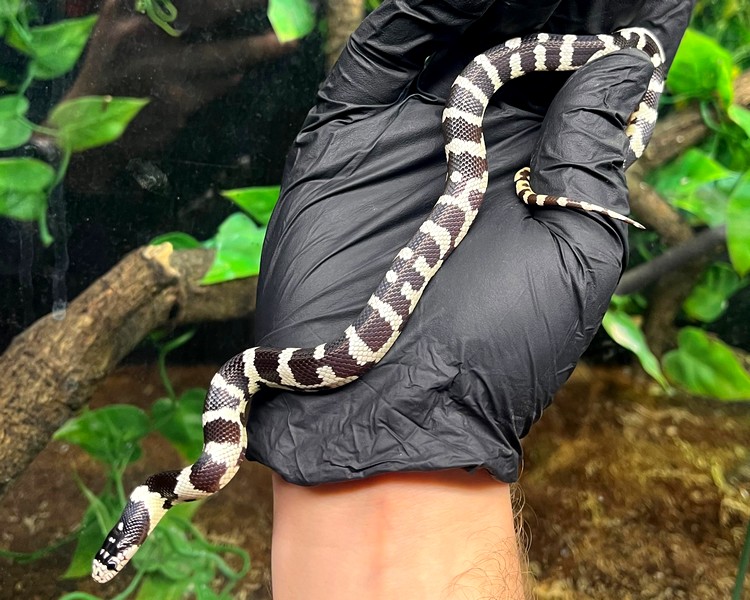 Banded California King Snake - Juvenile