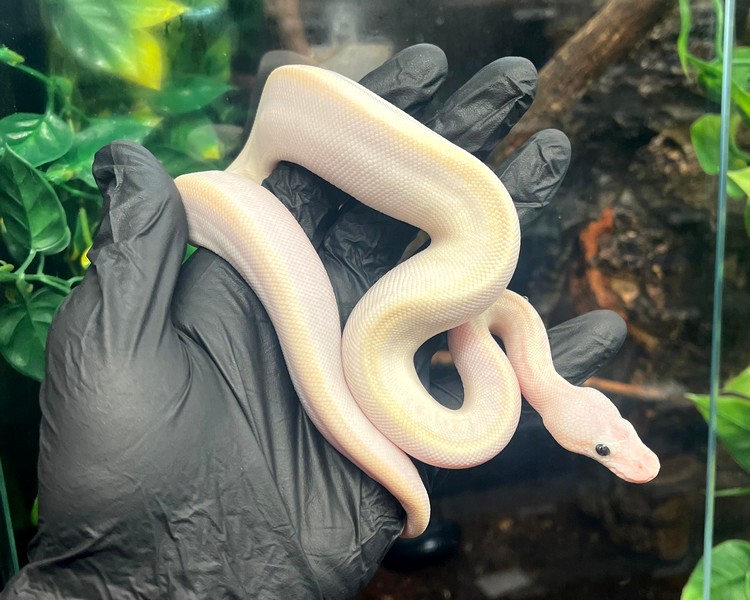 Blue Eyed Leucistic Royal Python - Juvenile