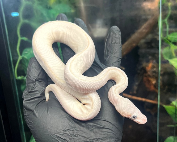 Blue Eyed Leucistic Royal Python - Juvenile