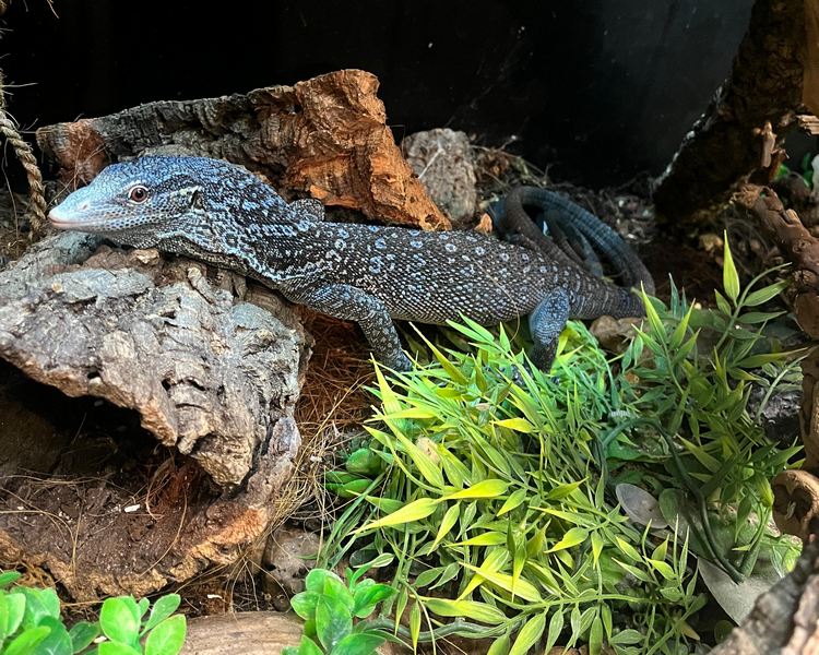 Blue Tree Monitor - Sub-Adult