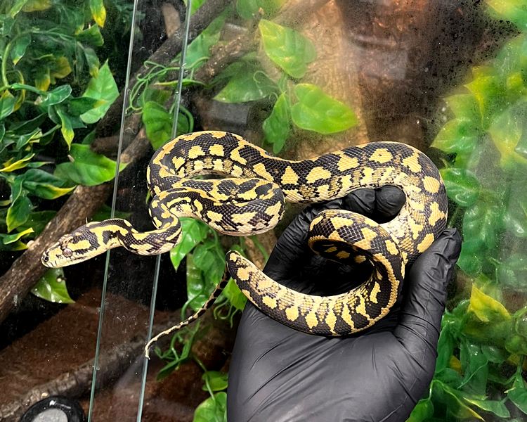 Caramel Carpet Python ~ Juvenile