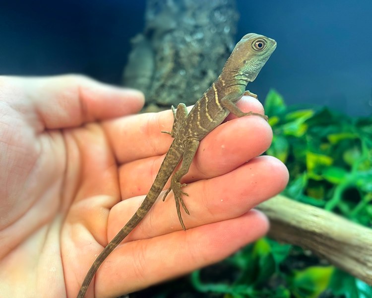 Chinese Water Dragon - Juvenile