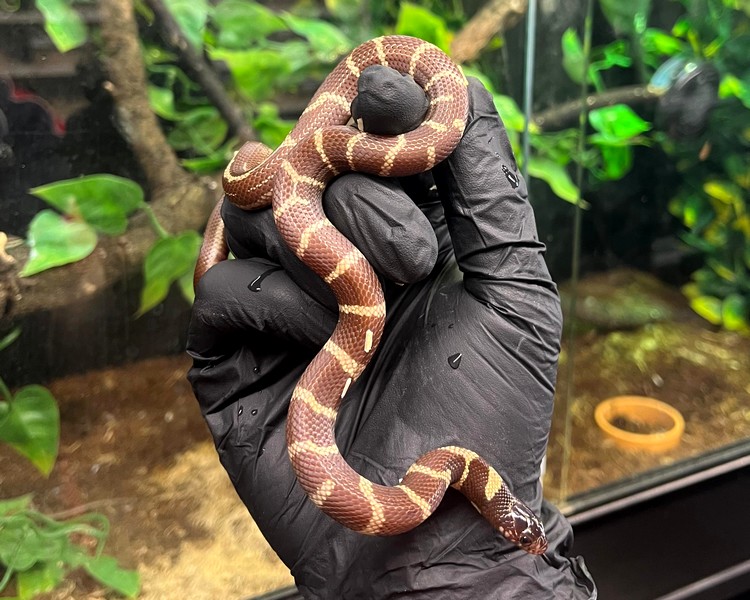 Chocolate Aberrant het Ghost Cali King Snake - Juvenile