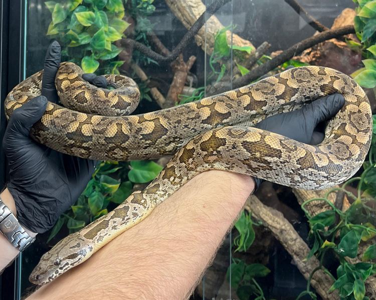 Dumerils Boa ~  Sub Adult