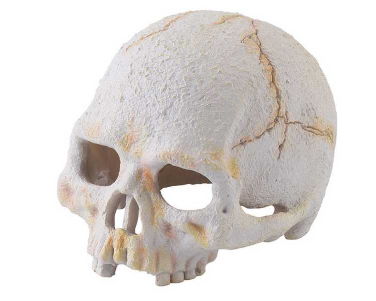 Exo Terra Primate Skull Small