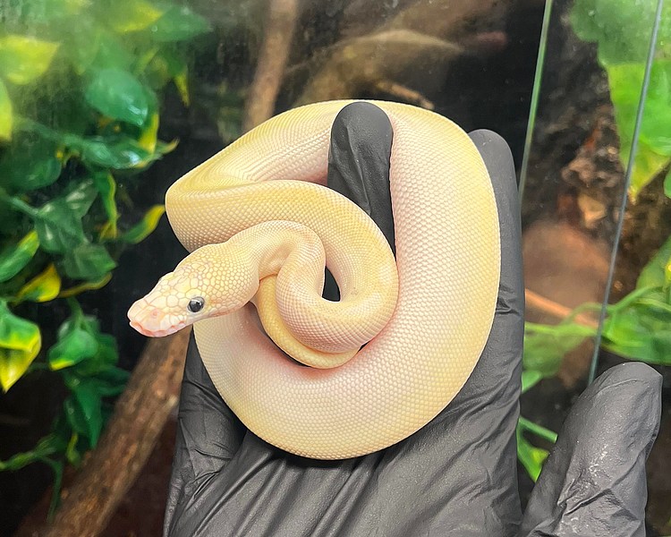 Pastel Special Fire Ivory Double het Royal Python - Juvenile