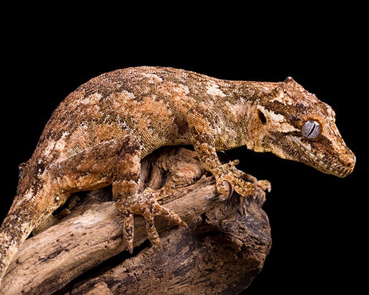 Gargoyle Gecko - Adult