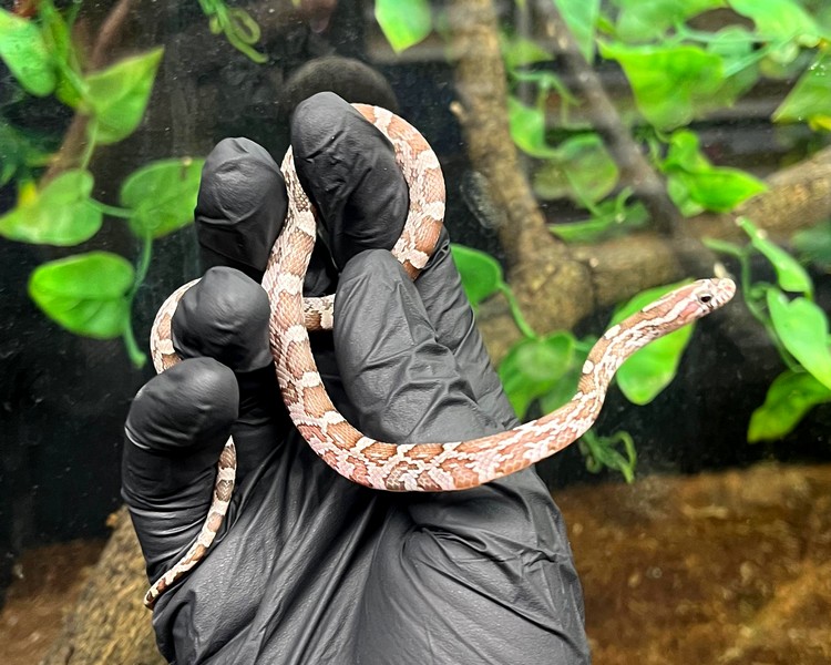 Ghost Corn Snake - Juvenile - Female