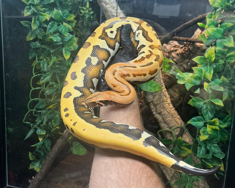 Golden Eye het T+ Cherry Bomb Blood Python - Sub Adult