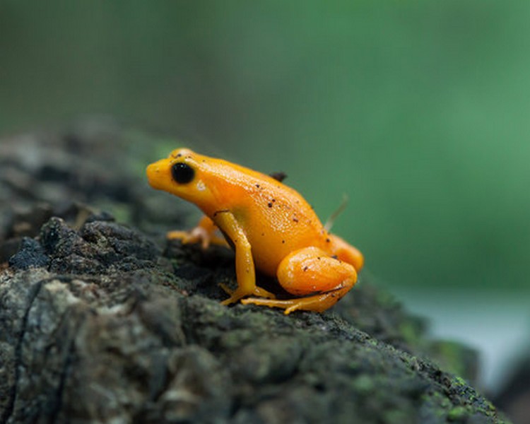 Golden Mantella Frog - Juvenile