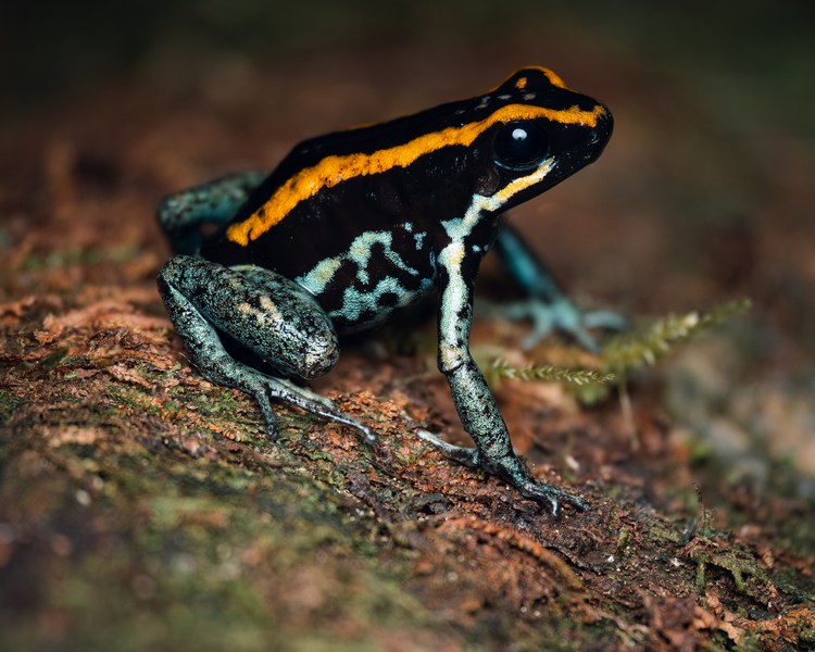Golfodulcean Poison Frog - Juvenile