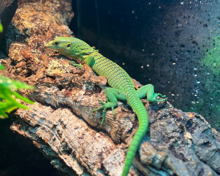 Green Tree Monitor - Juvenile