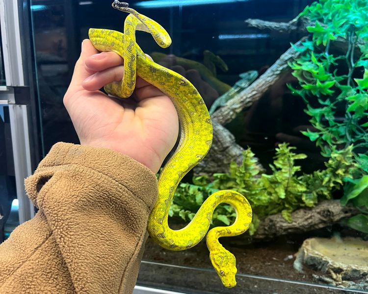 Green Tree Python ~ Biak Yellow Neonate ~ Juvenile