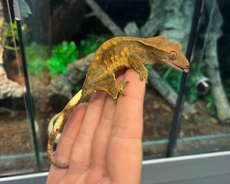 Harlequin Crested Gecko - Sub Adult