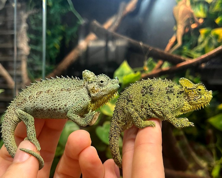 Helmeted Chameleon - Pair