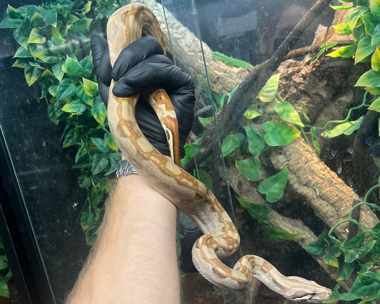 Hypo Aztec het Anery Boa Constrictor ~  Juvenile ~ Female