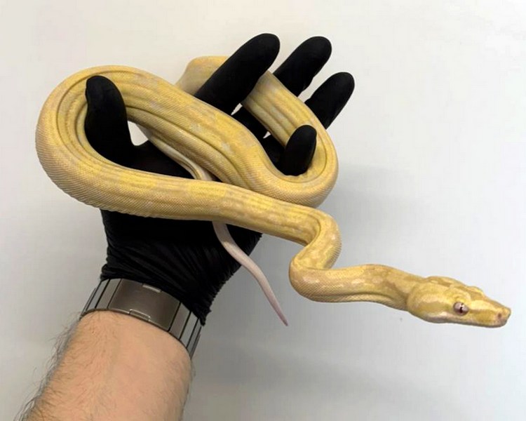 Kahl Albino Aztec Common Boa Constrictor - Juvenile - Female