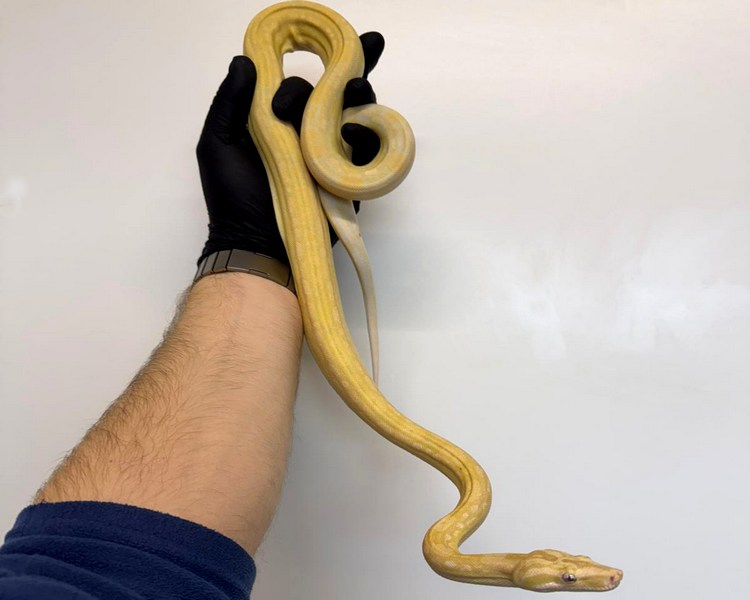 Kahl Albino Aztec Common Boa Constrictor - Juvenile - Male