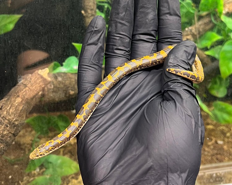 Kenyan Sand Boa - Juvenile