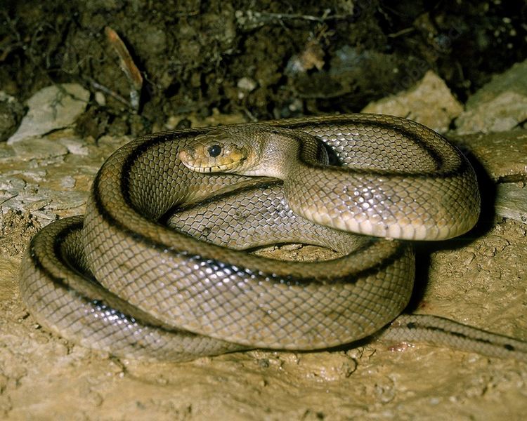 Ladder Snake - Sub Adult - Female