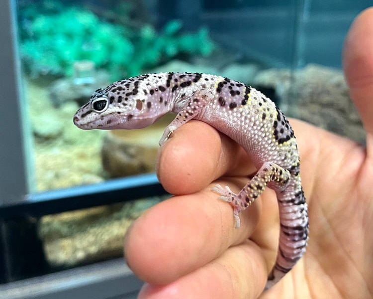 Mack Snow Leopard Gecko - Juvenile