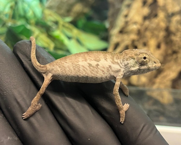 "Nosy Be" Panther Chameleon - Juvenile - Male