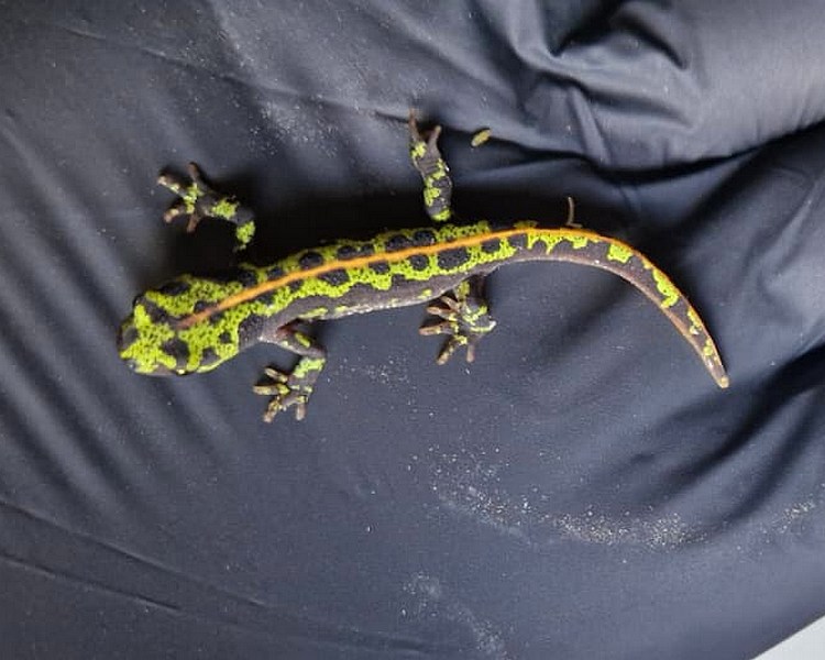 Marbled Newt - 4-6cm