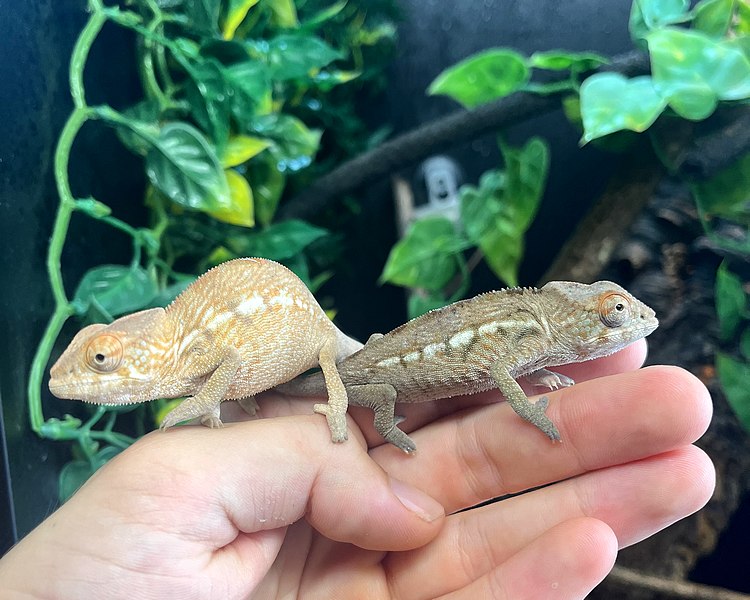 "Nosy Mitsio" Panther Chameleon - Juvenile - Pair