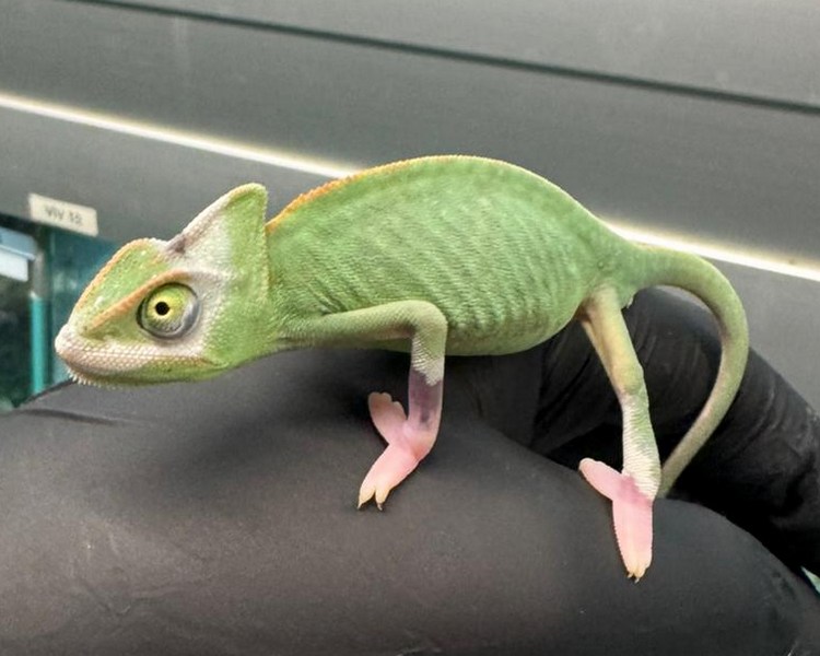 Pied Yemen Chameleon - Juvenile - Female