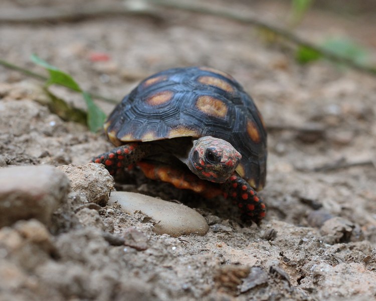 Red-Footed Tortoise ~ Juvenile