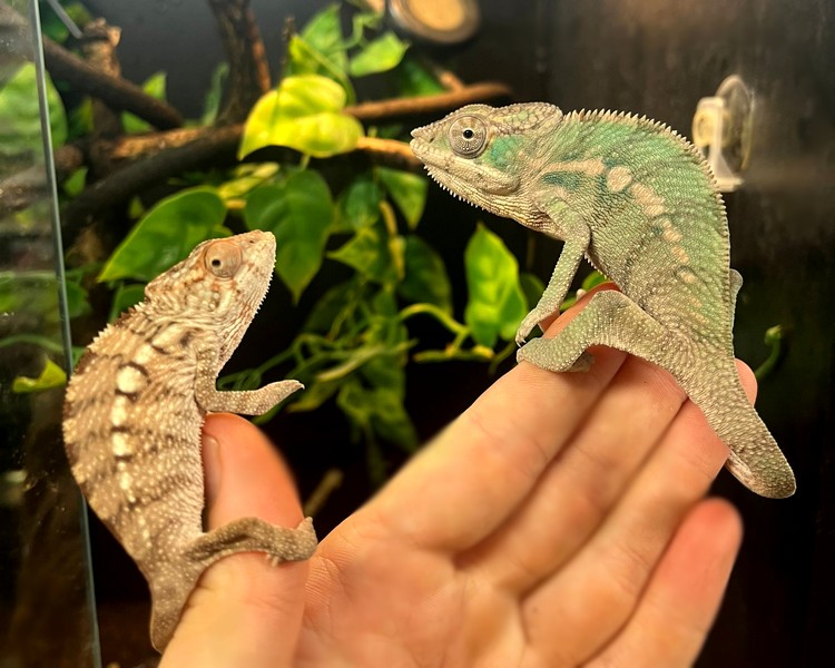 "Sambava" Panther Chameleon - Juvenile - Pair