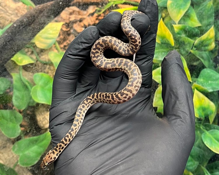 Spotted Python - Juvenile