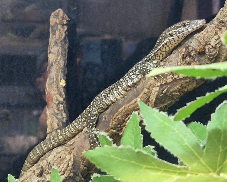 Timor Spotted Tree Monitor - Juvenile
