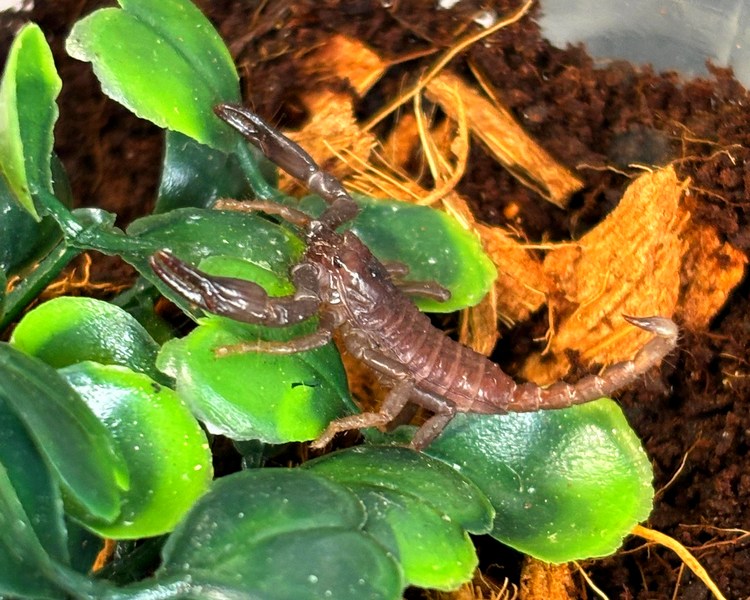 Asian Forest Scorpion - Juvenile