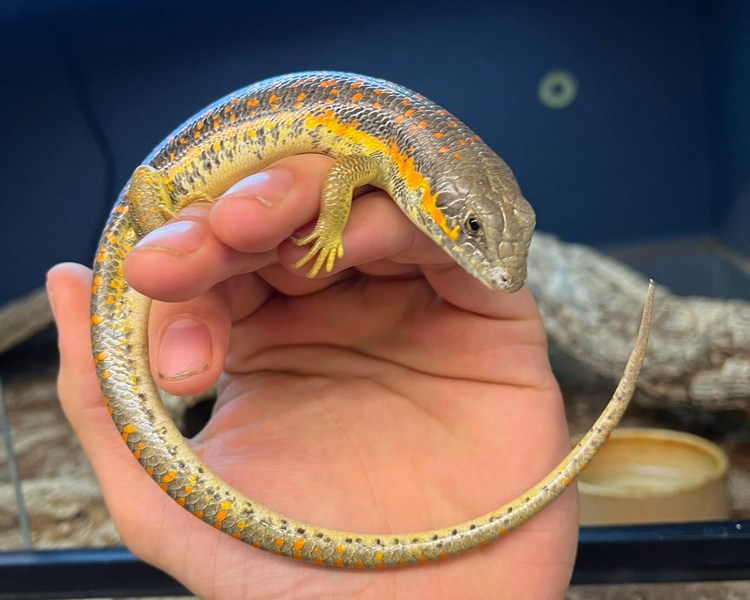 Berber Skink - Adult