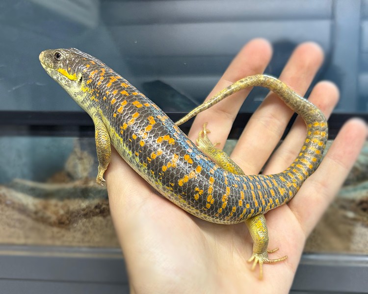 Berber Skink - Adult