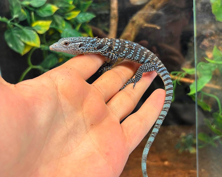 Blue Tree Monitor - Juvenile