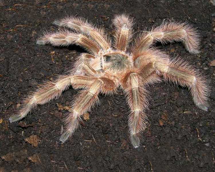 Brazilian Blonde Tarantula Spiderling - 2-4cm