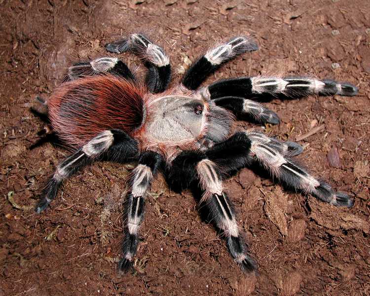 Brazilian Red and White Tarantula Juvenile - 6-8cm