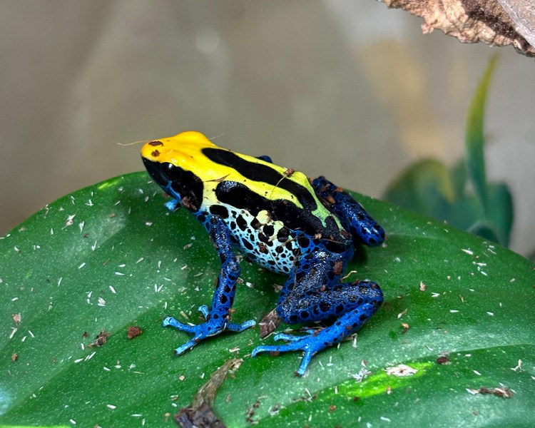 Brazilian Yellow Head Dyeing Poison Dart Frog - Sub Adult