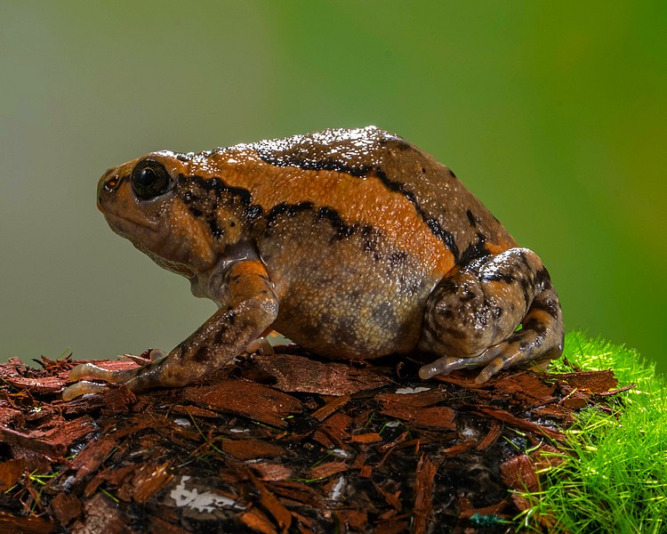 Chubby Frog ~ 3-4cm