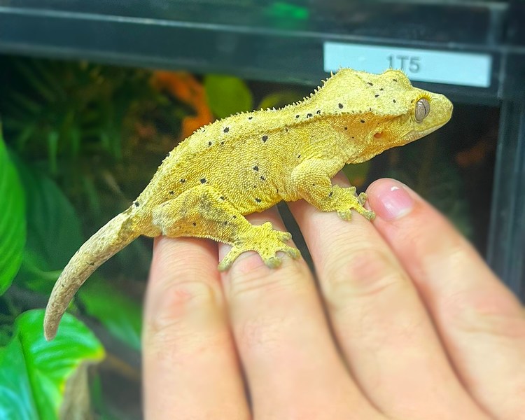 Dalmatian Crested Gecko - Adult - Male