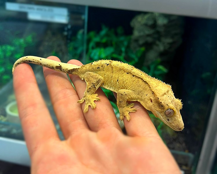 Dalmatian Crested Gecko - Adult - Male