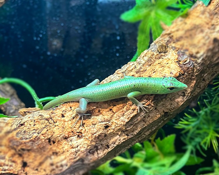 Emerald Tree Skink - Juvenile